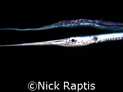 Baby needlefish seen during a night snorkel. Its reflecti... by Nick Raptis 